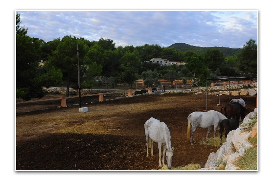 Villa in Javea zu verkaufen, Wohnfläche 420 m², Klimaanlage, Grundstück 18000 m², 5 Schlafzimmer, 3 Badezimmer, Pool, ref.: PR-PPS1295-20