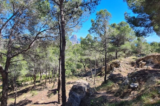 Wohngrundstück in Calpe(Oltamar) zu verkaufen, Grundstück 2500 m², ref.: AM-11750DA-3700-5